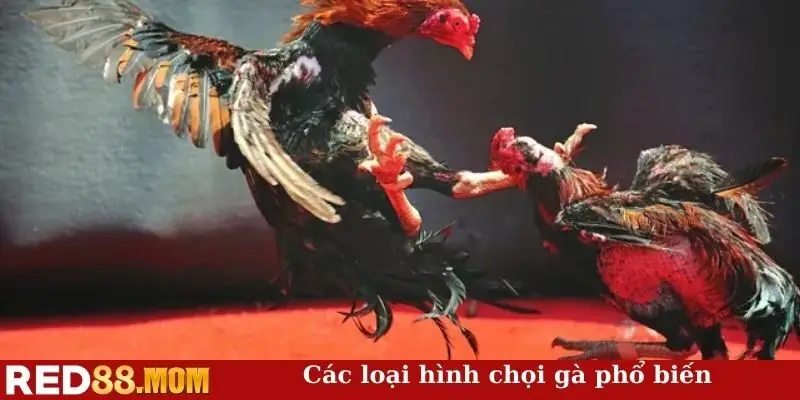 Các loại hình chọi gà phổ biến
