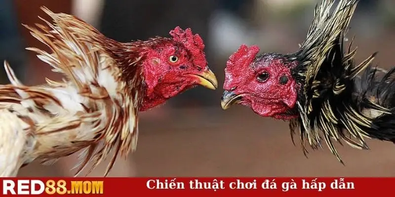 Chiến thuật chơi đá gà hấp dãn