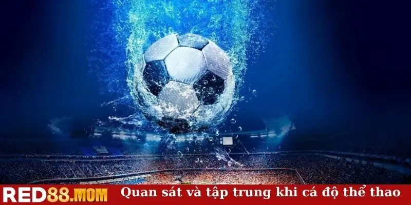 Quan sát và tập trung khi cá độ thể thao