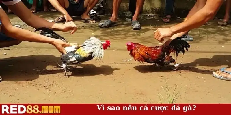 Vì sao nên cá cược đá gà?